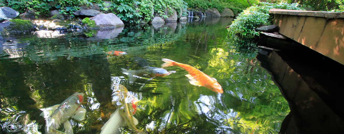 Koi Ponds near me