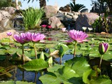 Plants-ponds-09